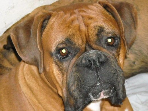 Boxer macho,2 años